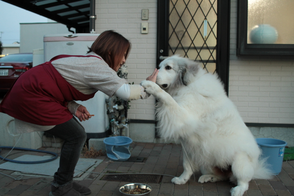 ご飯前のお手とイェイをするココちゃん