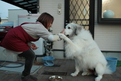 ご飯前のお手とイェイをするココちゃん