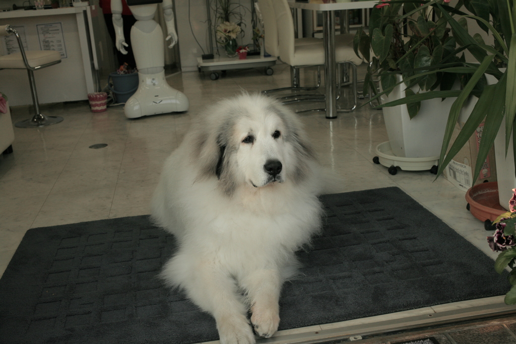 今日もお店番してるココさん