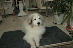 今日もお店番してるココさん