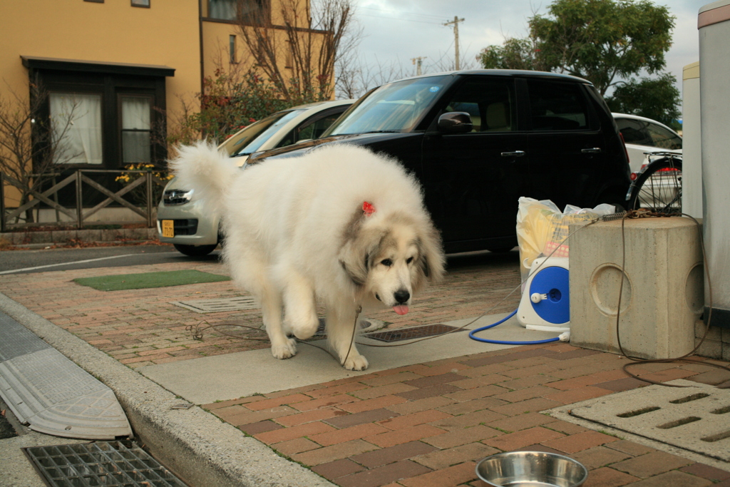 今日もココさんは元気、私は風邪ひいた