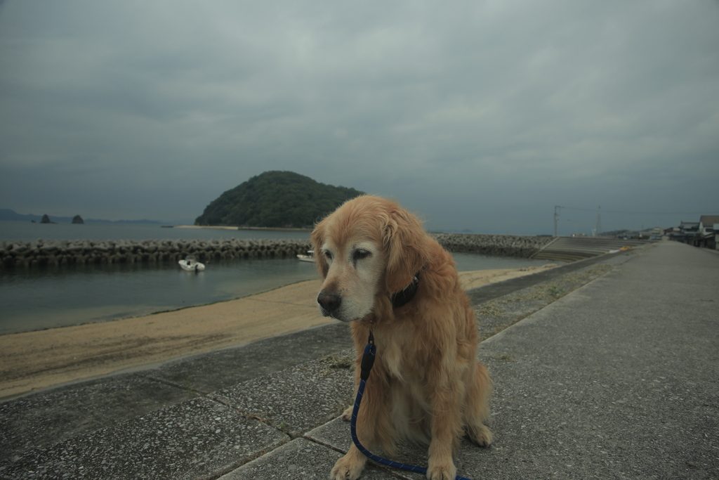 みゅうちゃんと浜に散歩