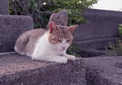 フィルムカメラEos650にて