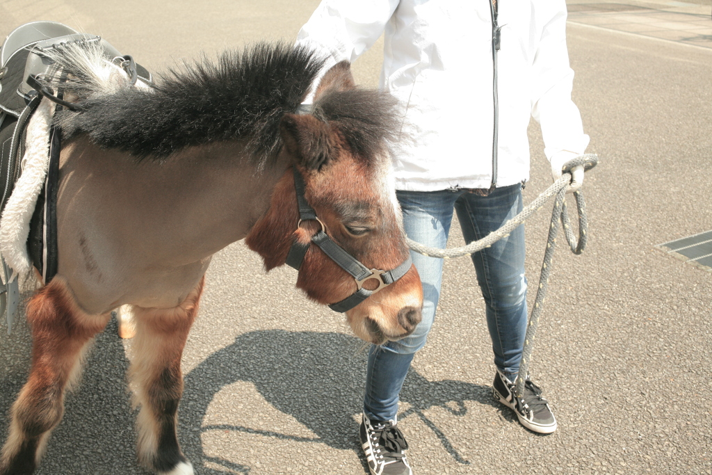 草食獣レレレちゃん