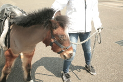 草食獣レレレちゃん