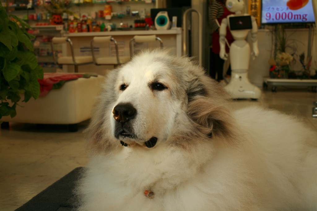 日本の未来を案じてるココさん