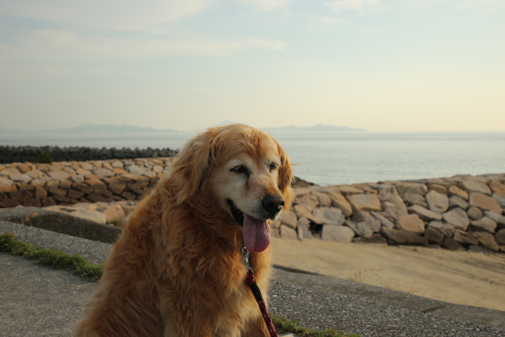 みゅうちゃんと散歩に行ける幸せ