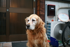 昨日のみゅうちゃん