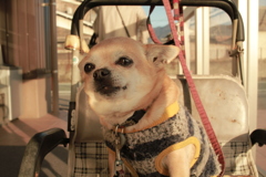 むさしくん