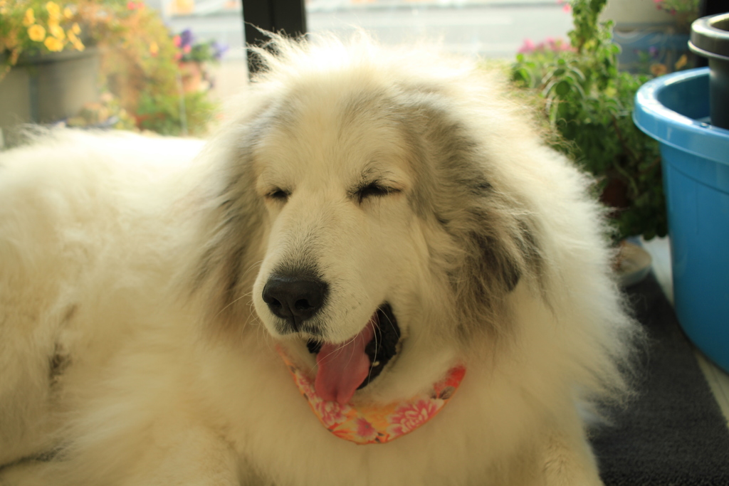 お店番してるココ様