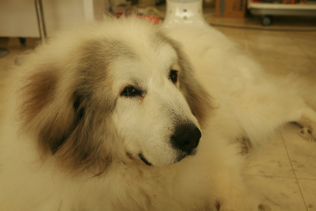 朝お店番してるココさん