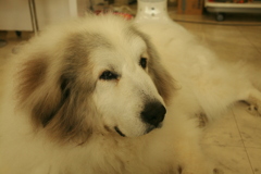 朝お店番してるココさん