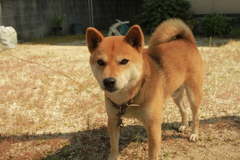 番犬してるウルちゃん