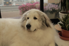 今日ももふもふのココ様