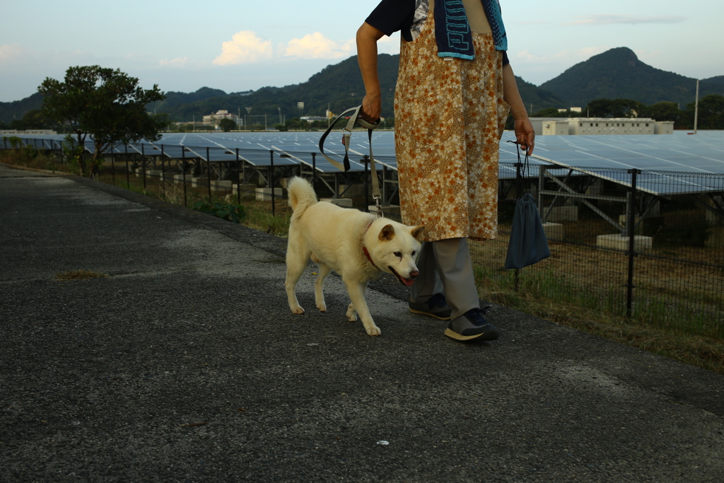 白い犬