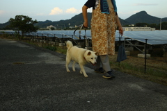 白い犬