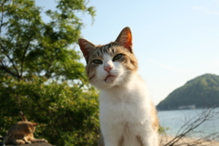 トム君