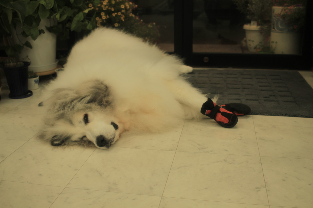 靴を履いてるココさん