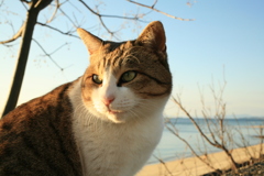 トム君