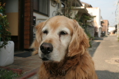 お宿番してるみゅうちゃん