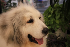 モフモフのココさん