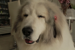 今日もココ様と濃厚接触