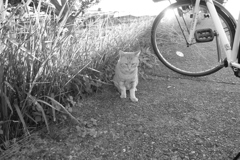 おニューのレンズでモノクロで写すという暴挙