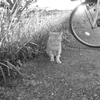 おニューのレンズでモノクロで写すという暴挙