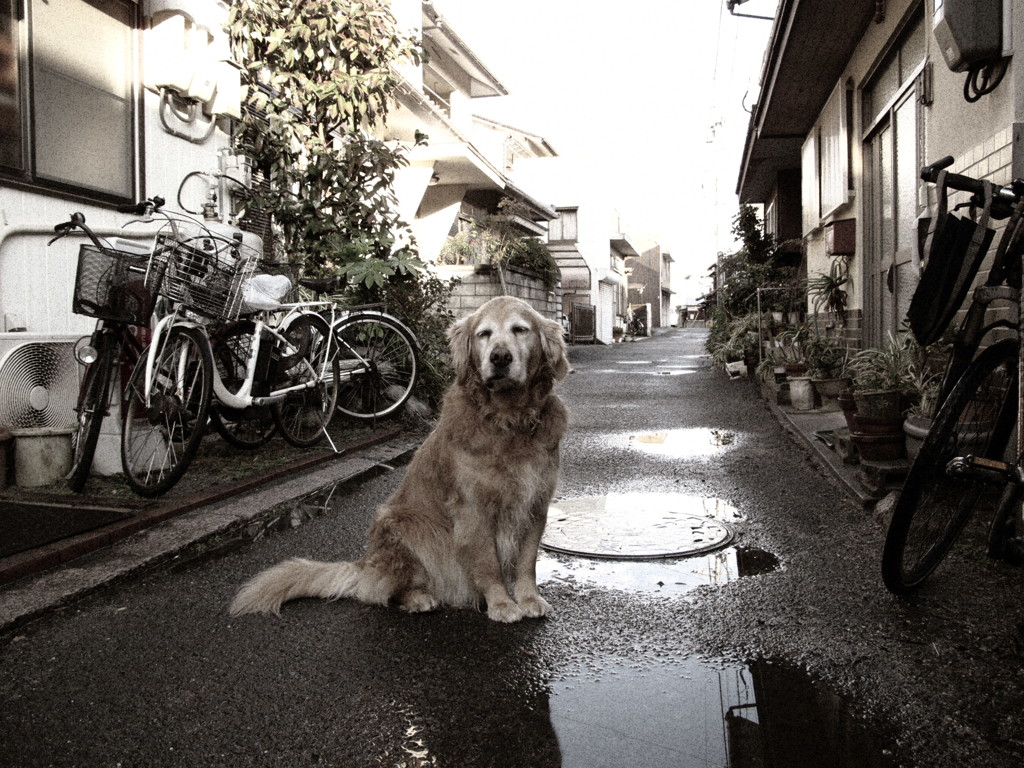 お宿番のみゅうちゃん