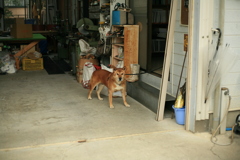 番犬してるモクちゃん