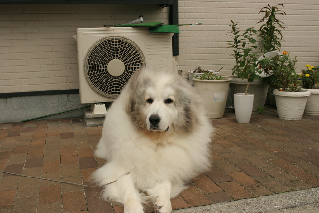 今日もかわいいココちゃま