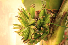 ココさんとこのバナナ