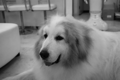 お店番してるココさん