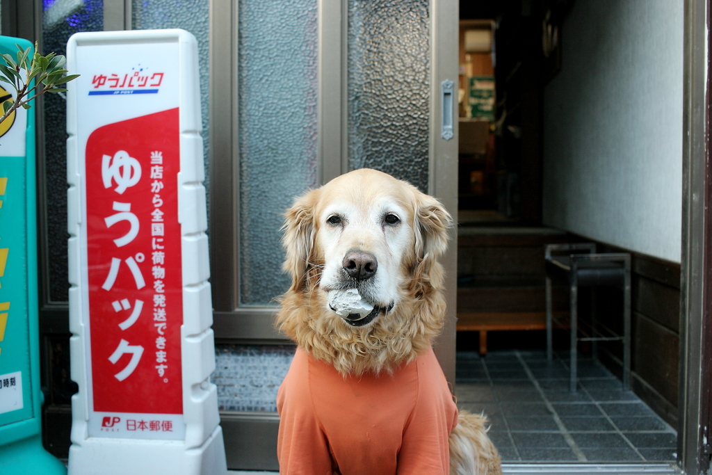 履歴書写真的みゅうちゃん