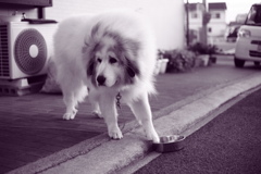 雨だから焼き直し　調色紫