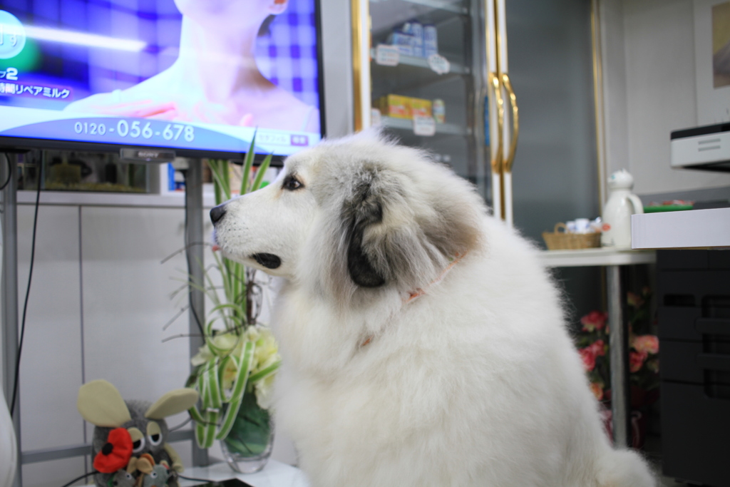 お店番してるココさん