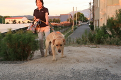 超絶甘えんぼで体当たりしてくるラブちゃん