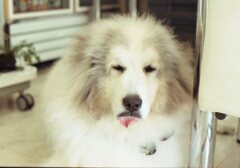 ロモ　カラーネガ100