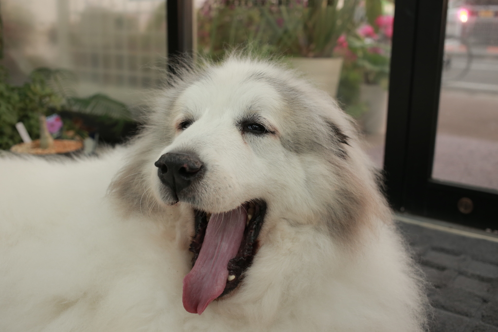 今日も元気なココ様