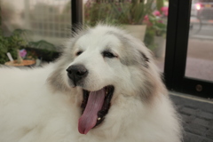 今日も元気なココ様