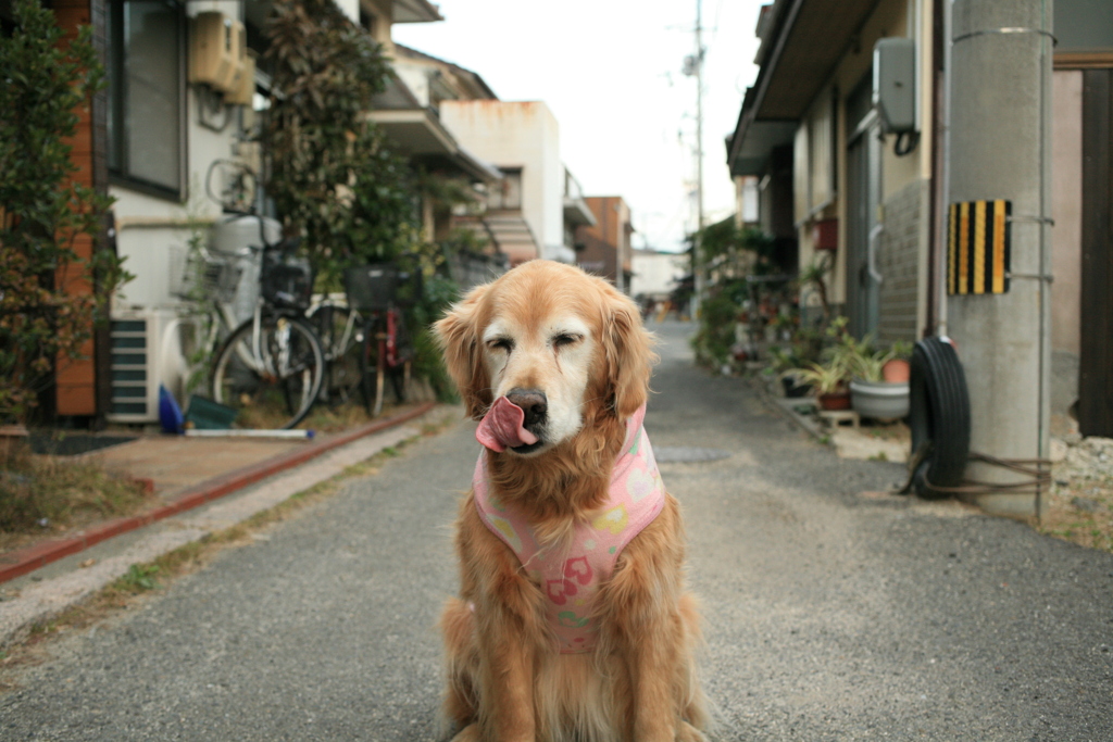 お宿番してるみゅうちゃん