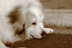 今日もかわいいココちゃん