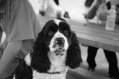 道の駅にいたコロンちゃん