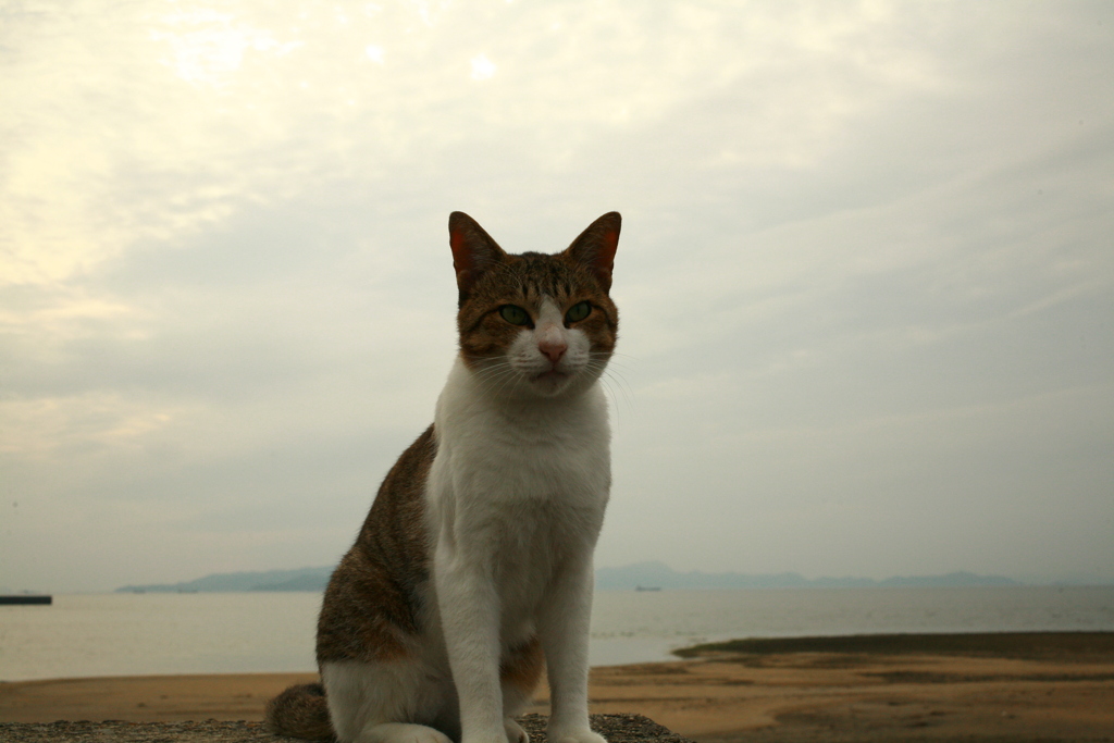 9月になったのにいいことなんてありゃしないさ