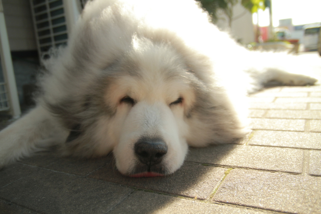 番犬してるココ様