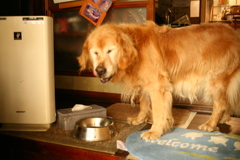 ご飯食べてるみゅうちゃん