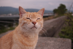 トラやん
