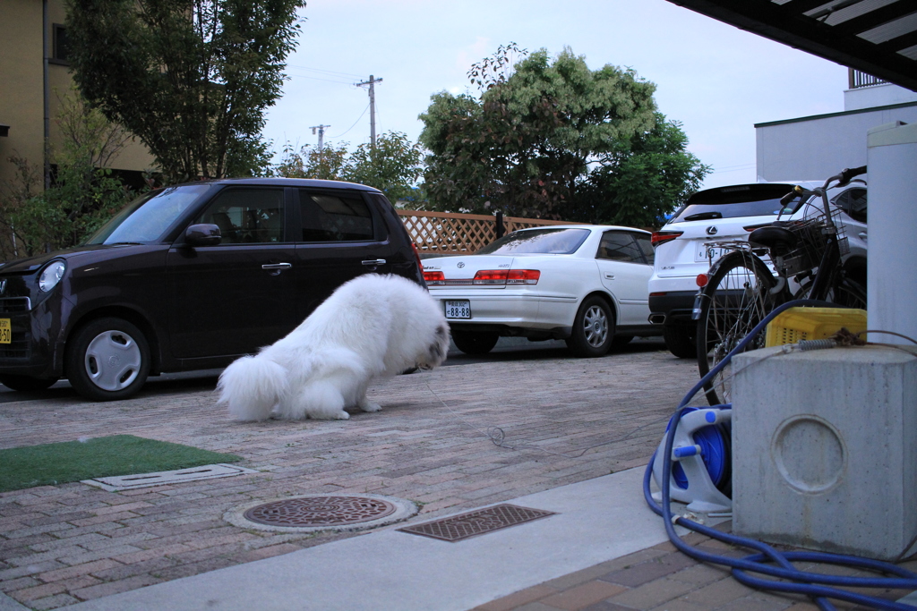 放水するココさん