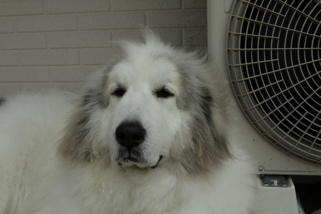 日曜昼も番犬してるココさん