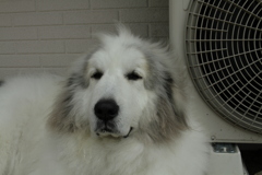 日曜昼も番犬してるココさん